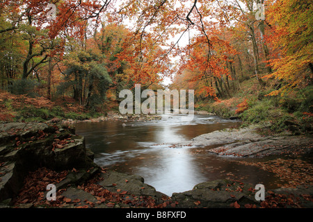 Herbstfarben am Fluss Dart in der Nähe von Newbridge, Dartmoor, Devon, England Stockfoto