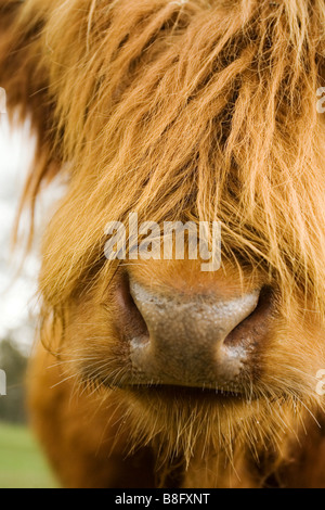 Nahaufnahme einer schottischen Highland Kuh Stockfoto