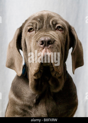 Mastino Napoletano Welpen bei 14 Wochen Stockfoto