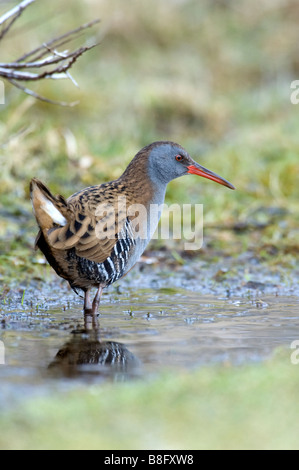 [Wasser Schiene] [Rallus Aquaticus] Vogel rallidae Stockfoto