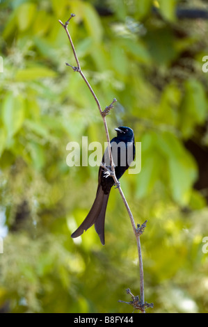 Schwarzer Drongo (Dicrurus Macrocercus) Stockfoto