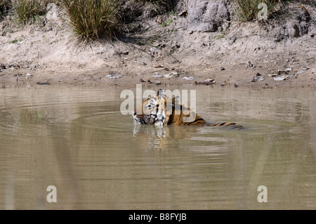 "Challenger" männliche Bengal-Tiger (Panthera Tigris) Abkühlung in einem Wasserloch im Bandhavgarh National Park, Madhya Pradesh, Indien Stockfoto