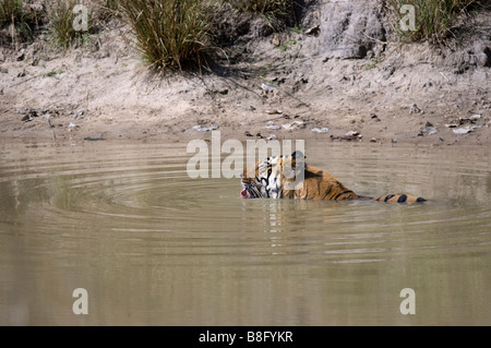 "Challenger" männliche Bengal-Tiger (Panthera Tigris) Abkühlung in einem Wasserloch im Bandhavgarh National Park, Madhya Pradesh, Indien Stockfoto