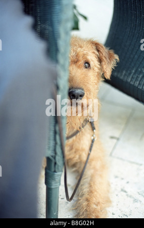 Foxterrier sitzt neben Cane Stuhl - Hund - Haustier Stockfoto