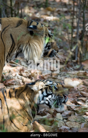 Männlich (bekannt als "Challenger") und weibliche Tiger (Panthera Tigris) Paarung in Bandhavgarh National Park, Madhya Pradesh, Indien Stockfoto