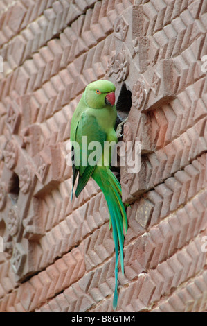 weibliche Indian Rose beringt Sittich geflohen waren Manillensis in ihr Nest Loch in der Wand des Gebäudes in Fatehpur Sikri, Indien Stockfoto