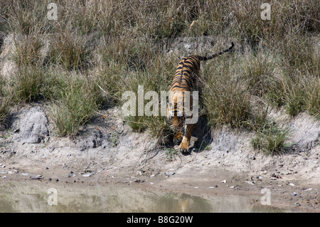 "Challenger" - männliche Bengal-Tiger (Panthera Tigris) zu Fuß hinunter Wasserloch in Bandhavgarh National Park, Madhya Pradesh, Indien Stockfoto