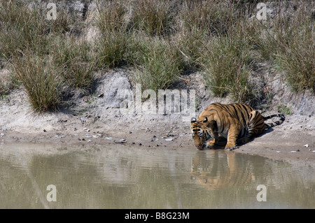 "Challenger" - männliche Bengal-Tiger (Panthera Tigris) trinken am Wasserloch in Bandhavgarh National Park, Madhya Pradesh, Indien Stockfoto