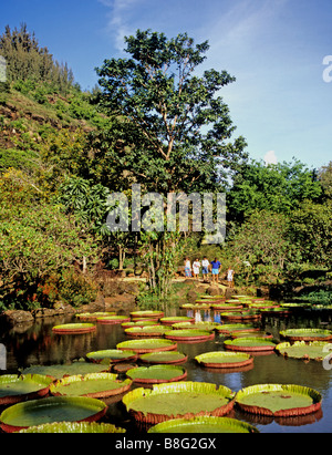 2147 Waimea Falls Park Oahu Hawaii USA Stockfoto