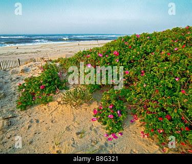 Rosa Rugosa am Strand von New York Qougue Long Island Atlantik Sunrise Stockfoto