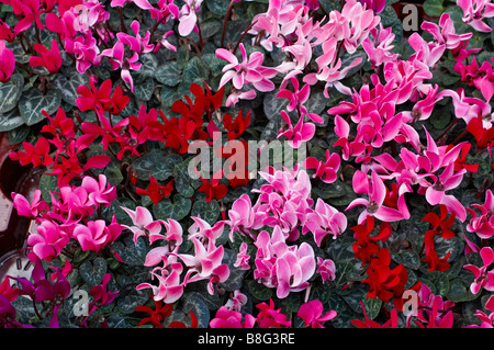 Schalen mit bunten Cyclamen für Verkauf in Columbia Road Flower Market Hackney London Stockfoto