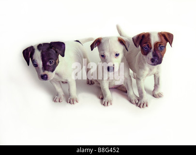 Jack Russell Terrier drei Gruppe horizontal, weißes Studio, Rasse, Welpen, Stockfoto