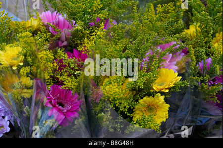 Blumen zum Verkauf in Columbia Road Flower Market Hackney London Trauben Stockfoto