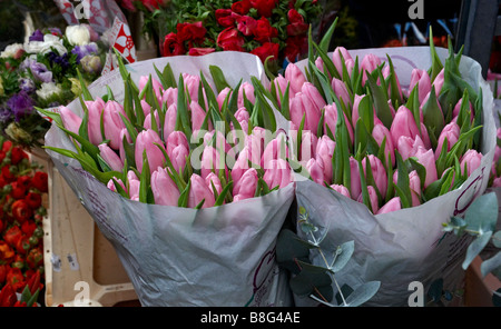 Tulpen zum Verkauf in Columbia Road Flower Market Hackney London Stockfoto