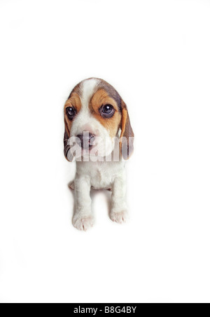 Beagle Welpe Welpen weißen Hintergrund Studio Foto braun weiß Stockfoto