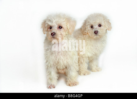 Pudel weiße horizontale Gruppe Hunde Hunde weißen Hintergrund Haustiere Haustiere Welpen Stockfoto