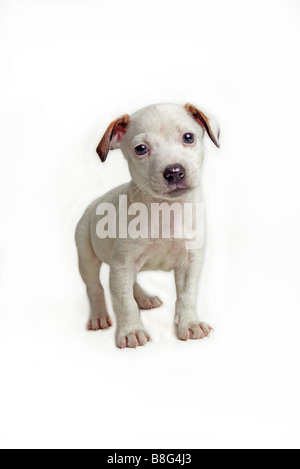 Jack Russell Welpe Hund Haustier weisse Studio Hintergrund stehend Stockfoto