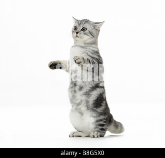 Britische Kurzhaarkatze. Das Kätzchen sitzt aufrecht. Studio-Bild vor weißem Hintergrund Stockfoto