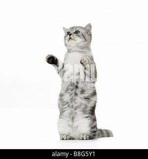 Britische Kurzhaarkatze. Das Kätzchen sitzt aufrecht. Studio-Bild vor weißem Hintergrund Stockfoto