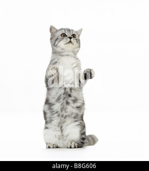 Britische Kurzhaarkatze. Das Kätzchen sitzt aufrecht. Studio-Bild vor weißem Hintergrund Stockfoto