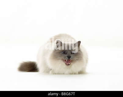 Heilige Katze von Burma - Zischen - Ausschneiden Stockfoto