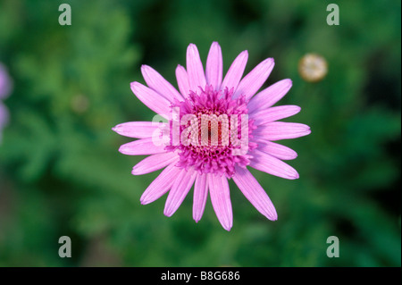 Eine Nahaufnahme Porträt von rosa Gerbera jamesonii Stockfoto