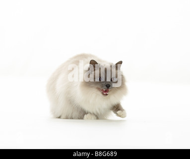 Heilige Katze von Burma - Zischen - Ausschneiden Stockfoto