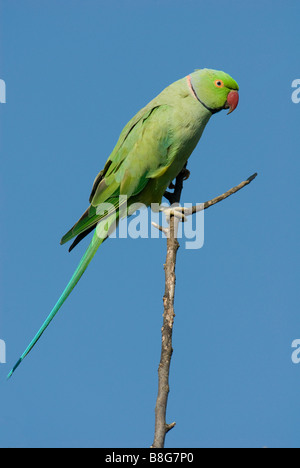 Männliche Ring-necked Parrakeet Stockfoto