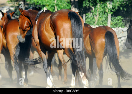 Eine kleine Herde von Pferden schlendern Sie durch die Korallen Staubwolke. Stockfoto