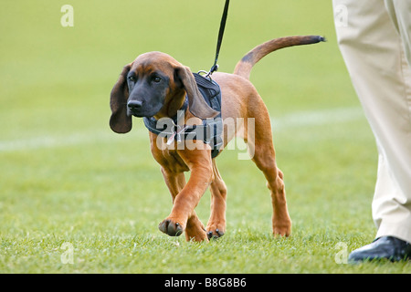 Bavarian Mountain Hound Dog - Welpen an Leine Stockfoto