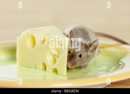 ausgefallene Maus im Käse Stockfoto