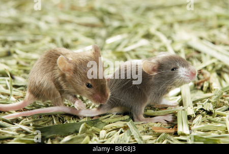 Schicke Maus. Zwei Junge auf Heu. Deutschland Stockfoto