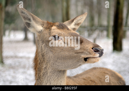 Hirsch, Białowieża urzeitlicher Wald, Podlaskie Woiwodschaft, Polen Stockfoto