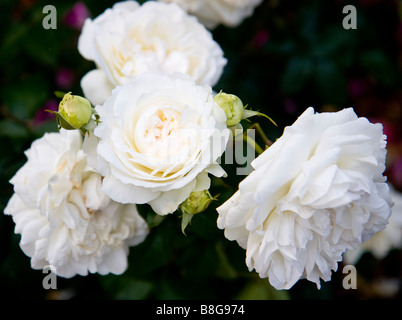 Weiße Rosen aus Portland Rose Garten Stockfoto