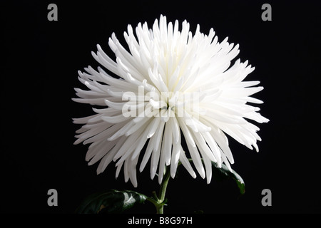 Eine weiße Chrysantheme vor schwarzem Hintergrund Stockfoto