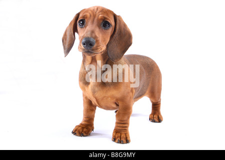 junger Kurzhaar Dackel Hund - stehen - Ausschneiden Stockfoto