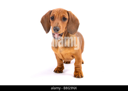 junger Kurzhaar Dackel Hund - stehen - Ausschneiden Stockfoto