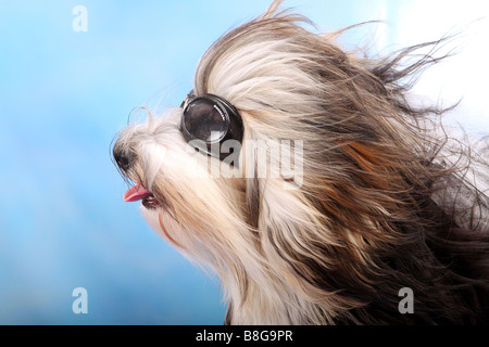 Havaneser Hund mit Brille Stockfoto