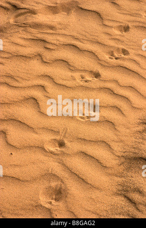 Tierische Spuren im goldenen wellige sand Stockfoto