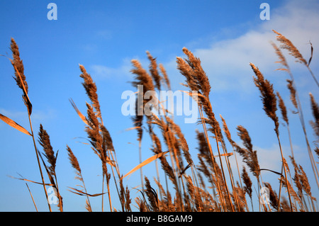 Gemeinsamen Reed Seedheads vor dem Hintergrund des blauen Himmels in einer leichten Brise am Reedham, Norfolk, Großbritannien. Stockfoto