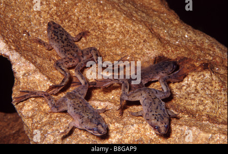 Daphnientest SP., Zwerg afrikanischen krallenbewehrten Frosch Stockfoto