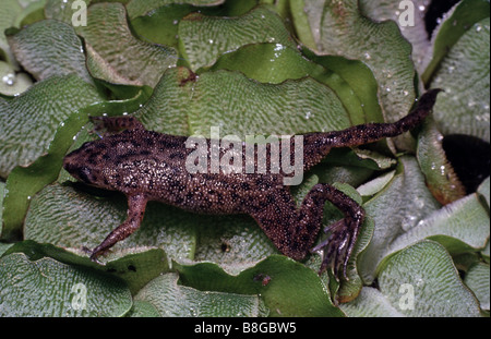 Daphnientest Boettgeri, Zwerg afrikanischen krallenbewehrten Frosch Stockfoto