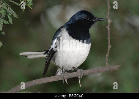 männlichen Oriental Magpie Robin Copsychus Saularis auf einem Ast Stockfoto