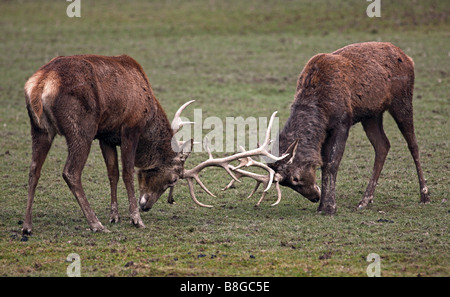 Rote Hirsche (Cervus Elaphus) Spurrinnen, UK Stockfoto