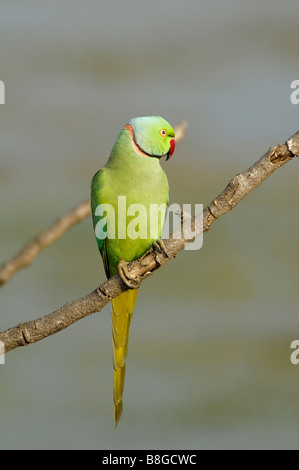 männliche Indian Rose beringt Sittich geflohen waren Manillensis auf einem Ast Stockfoto