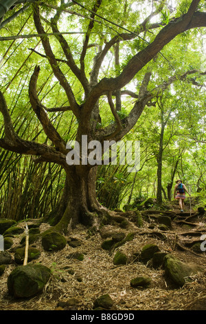 Frau zu Fuß mit einem Wanderstab durch einen tropischen Wald auf die Na Pali Coast Stockfoto