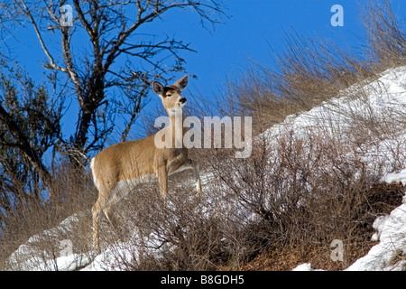 Weißen Schweif Hirsche in der Nähe von Boise, Idaho Stockfoto