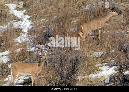 Weißen Schweif Hirsch Mischung in ihrer Umgebung in der Nähe von Boise, Idaho Stockfoto