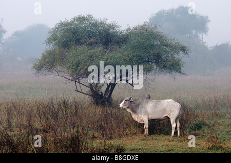 Indische Kuh Zebu Bos Primigenius Indicus steht der Baum in einem nebligen Morgen Keoladeo Ghana Nationalpark, Indien Stockfoto