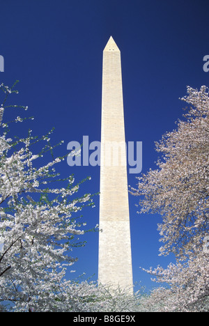 Washington Monument und Kirschblüten in Washington DC, USA Stockfoto